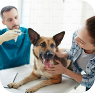 Veterinario con perro 3